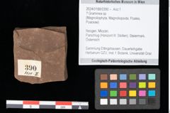 Foto (Objekt + Etikett) von Graminea ? sp.  (NHMW-GEO-2024-0188-0390)